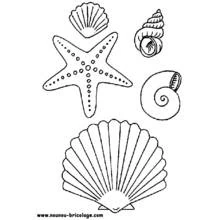 Dibujo de Estrella de mar y conchas variadas para colorear