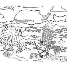 Dibujo de Ballena, pulpo y medusa en el fondo marino para colorear
