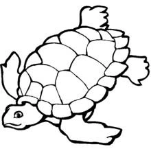 Dibujo de Tortuga marina nadando para colorear