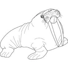 Dibujo de Morsa tumbada en el suelo para colorear