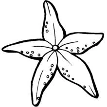 Dibujo de Estrella de mar con cinco brazos puntiagudos para colorear