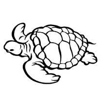 Dibujo de Tortuga marina nadando para colorear