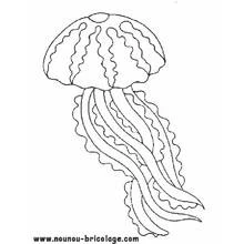 Dibujo de Medusa flotando con largos tentáculos para colorear