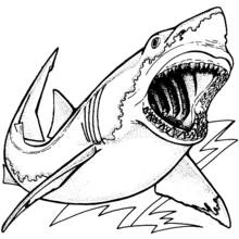 Dibujo de Gran tiburón blanco con las fauces abiertas para colorear