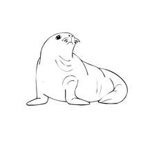 Dibujo de Foca sentada mirando hacia arriba para colorear