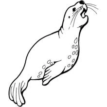 Dibujo de Foca tumbada con la cabeza levantada para colorear