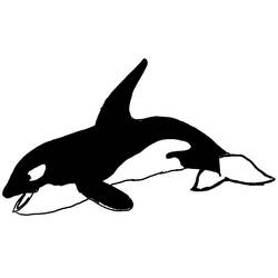 Dibujo de Orca saltando sobre el agua para colorear