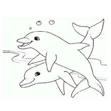 Dibujo de Dos delfines nadando juntos para colorear