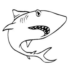 Dibujo de Tiburón con la boca abierta mostrando dientes para colorear