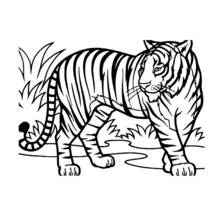 Animales Salvajes / de la Selva - Dibujos para colorear gratis