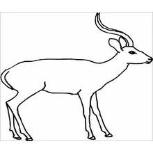 Antílope - Dibujos para colorear gratis