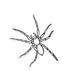 Dibujo de Araña con ocho largas patas para colorear Dibujo de Araña con ocho largas patas para colorear