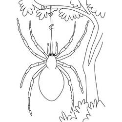 Dibujo de Araña colgando de una rama para colorear Dibujo de Araña colgando de una rama para colorear