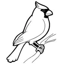Dibujo de Cardenal posado en una rama para colorear
