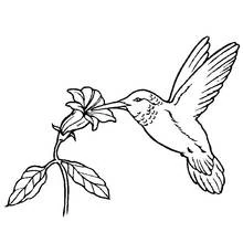 Dibujo de Ave exótica alimentándose de una flor para colorear
