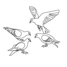 Dibujo de Grupo de palomas reunidas en el suelo para colorear