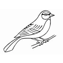 Dibujo de Pájaro de perfil con cola apuntando hacia abajo para colorear