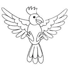 Dibujo de Cacatúa con las alas extendidas para colorear