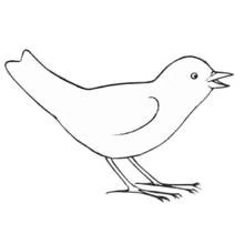 Dibujo de Ave cantando con el pico abierto para colorear