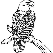 Dibujo de Águila calva sobre una rama gruesa y pico curvo para colorear
