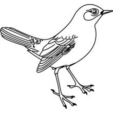 Dibujo de Ave de pie con las plumas de la cola desplegadas para colorear
