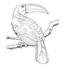 Dibujo de Tucán posado en una rama para colorear