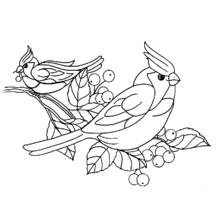 Dibujo de Dos cardenales posados en una rama con bayas para colorear