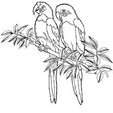 Dibujo de Aves posadas en una rama con hojas para colorear