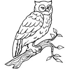 Dibujo de Ave búho posado en una rama para colorear