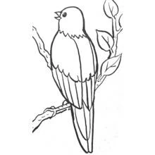 Dibujo de Pequeño pájaro cantando en una rama para colorear