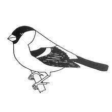 Dibujo de Ave camachuelo posado en una rama para colorear