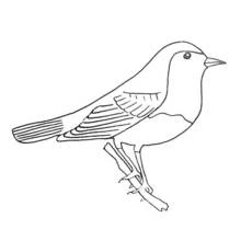 Dibujo de Petirrojo posado en una rama para colorear