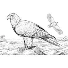 Dibujo de Águila posada en una roca con otra volando para colorear