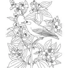 Dibujo de Ave posada en una rama florida para colorear