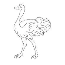 Avestruz - Dibujos para colorear gratis