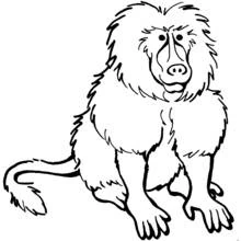 Babuino - Dibujos para colorear gratis