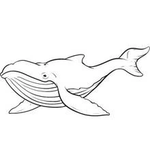 Dibujo de Ballena nadando con vientre plegado para colorear