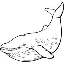 Dibujo de Ballena con la cola levantada para colorear