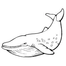 Dibujo de Ballena con la aleta caudal levantada para colorear