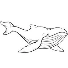 Dibujo de Ballena azul nadando con elegancia para colorear