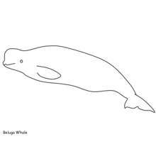 Beluga - Dibujos para colorear gratis