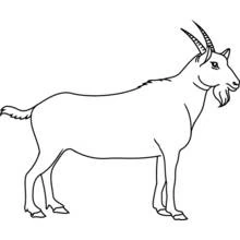 Dibujo de Cabra de pie de perfil para colorear