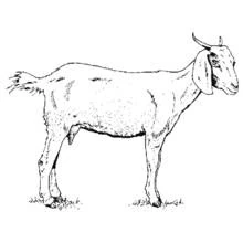 Dibujo de Cabra de pie de perfil para colorear