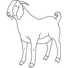 Dibujo de Cabra de pie sobre sus cuatro patas para colorear
