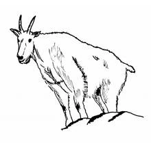 Dibujo de Cabra de pie sobre una roca para colorear