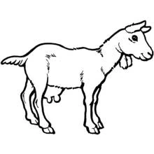 Dibujo de Cabra de pie de perfil para colorear