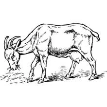 Dibujo de Cabra pastando hierba para colorear