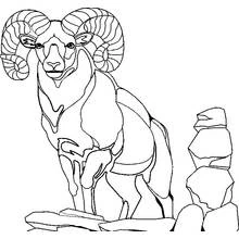 Dibujo de Cabra con grandes cuernos curvos sobre rocas para colorear