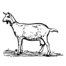 Dibujo de Cabra de pie de perfil para colorear