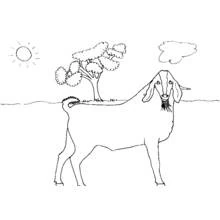 Dibujo de Cabra de pie en un campo para colorear